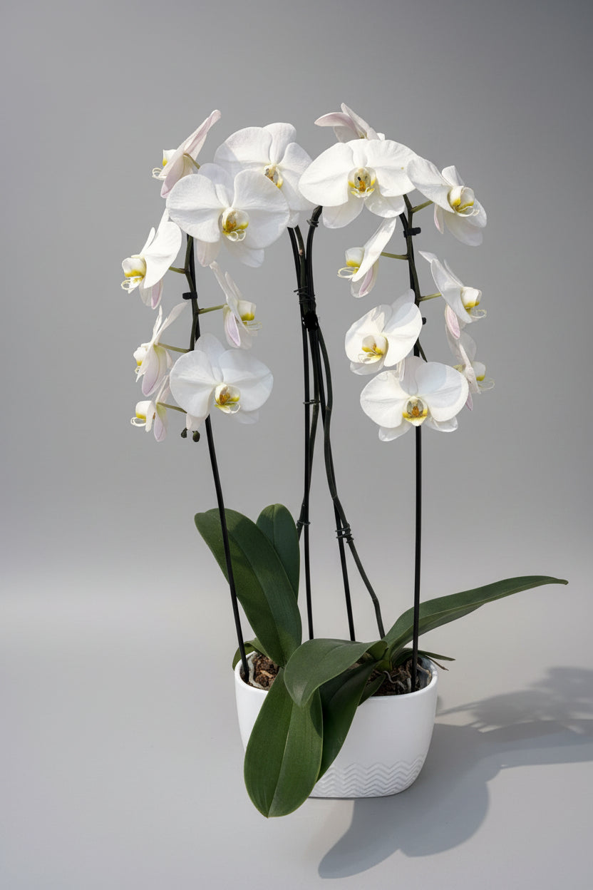 Orchid with white pot