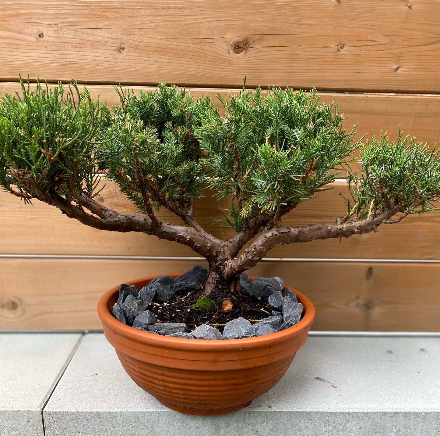 San Jose Juniper Bonsai, Symmetrical Broom Design
