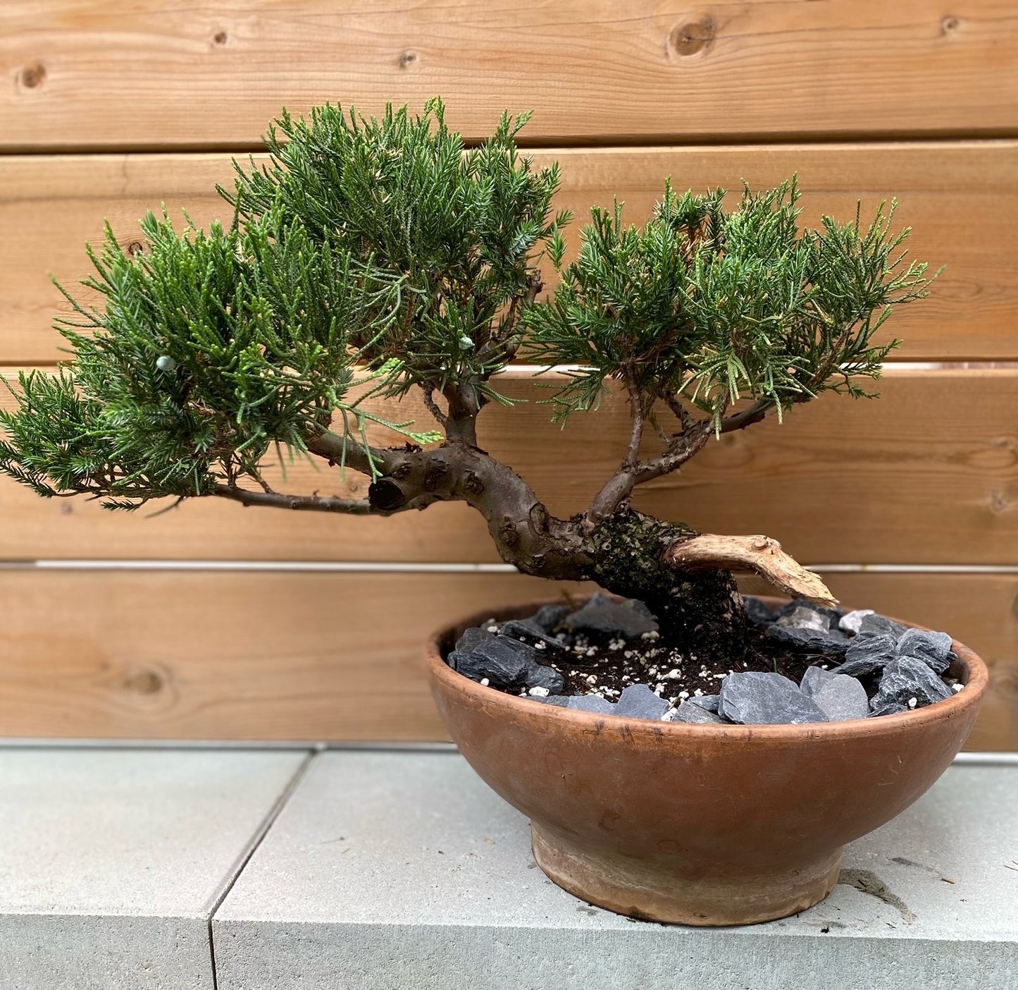 San Jose Juniper Bonsai, Semi-Cascading Design