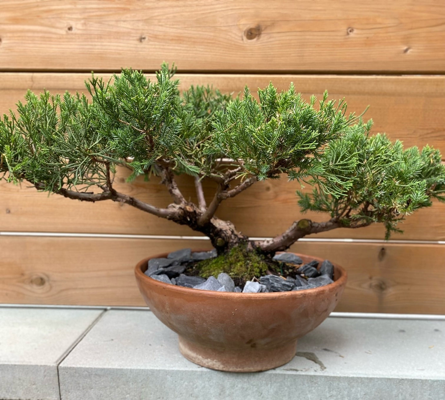 San Jose Juniper Bonsai, Asymmetrical Broom Design