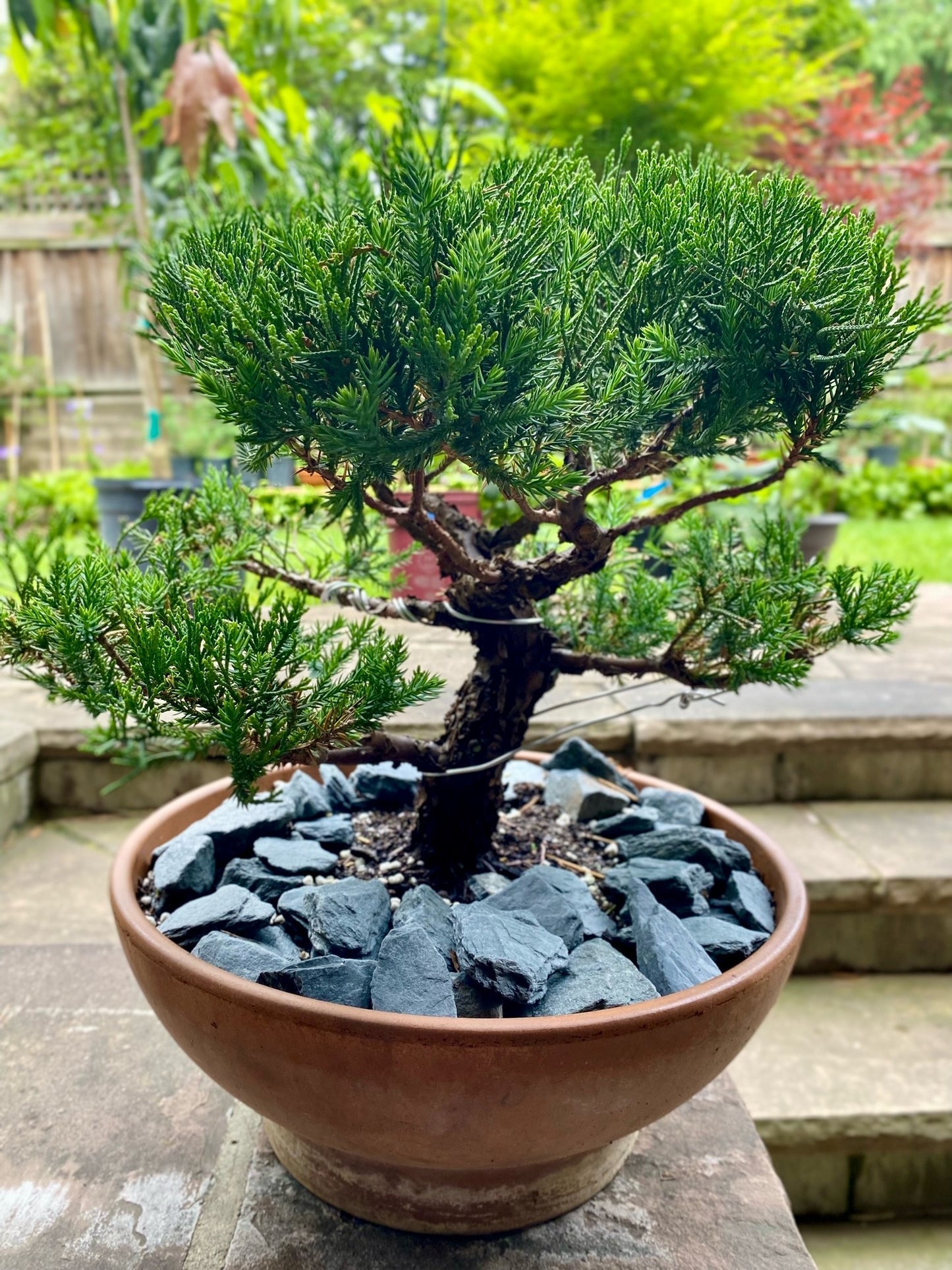 San Jose Juniper Bonsai, Informal Upright Design
