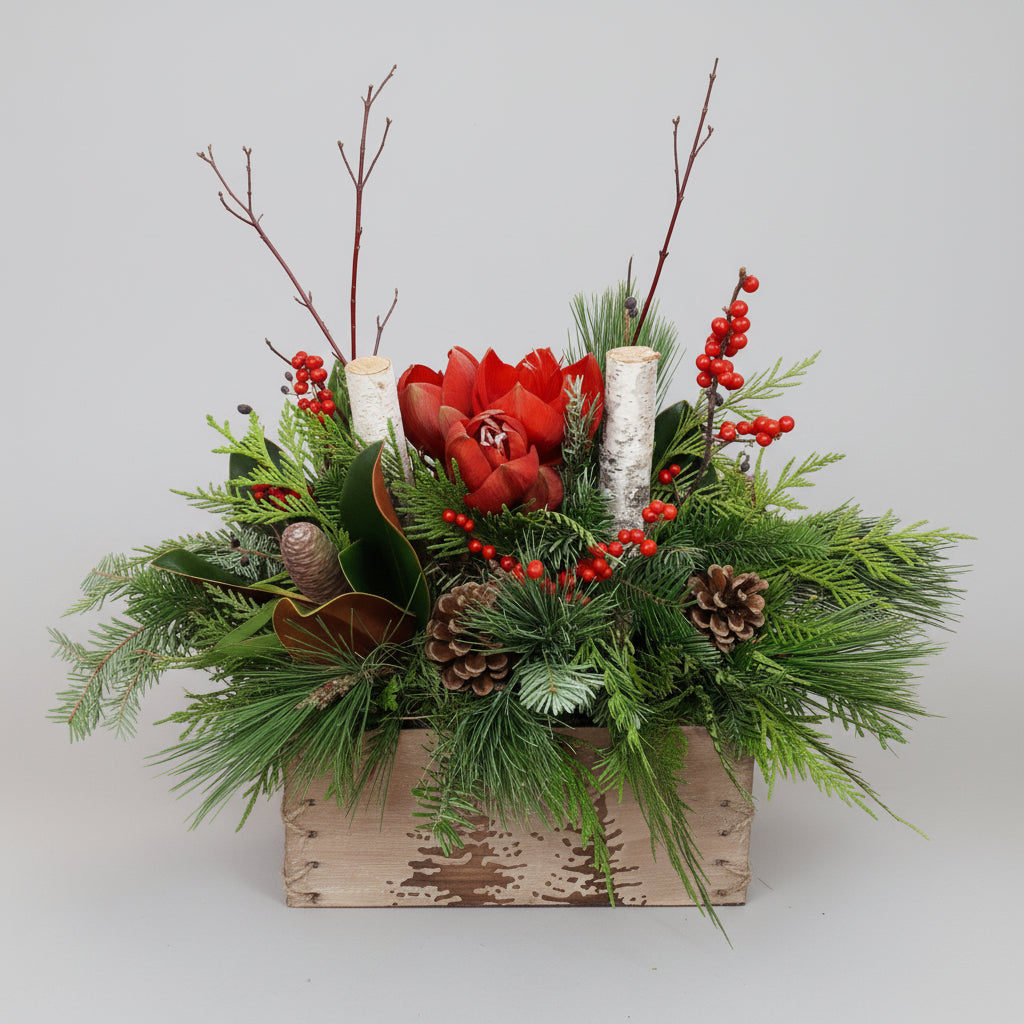 Winter Birch Arrangement - random colour amaryllis
