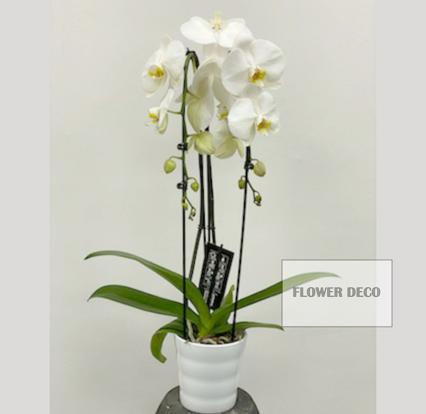 Phalaenopsis Orchids Double Stem