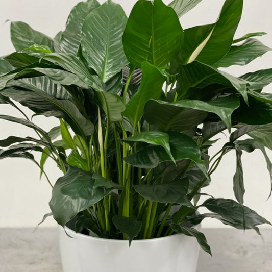 10" Peace Lily in black grower's pot