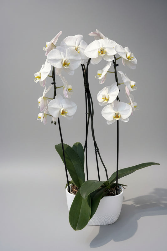 Orchid with white pot