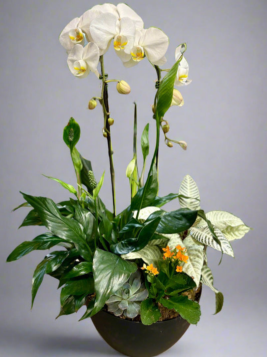 Orchid Garden
