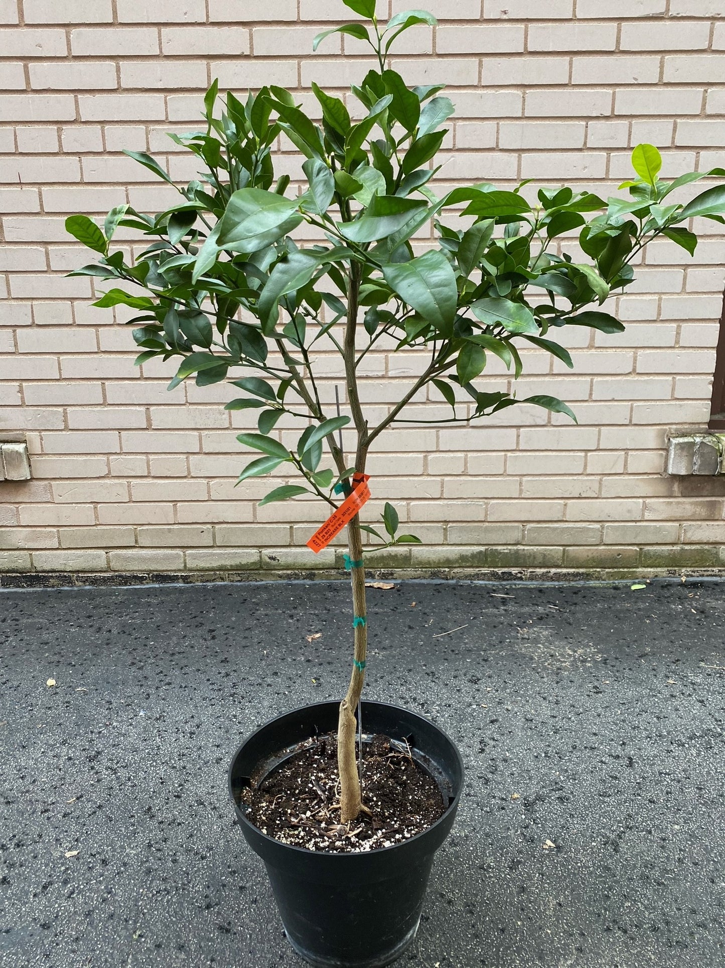 10" Ponkan Tangerine, 4-5ft tall