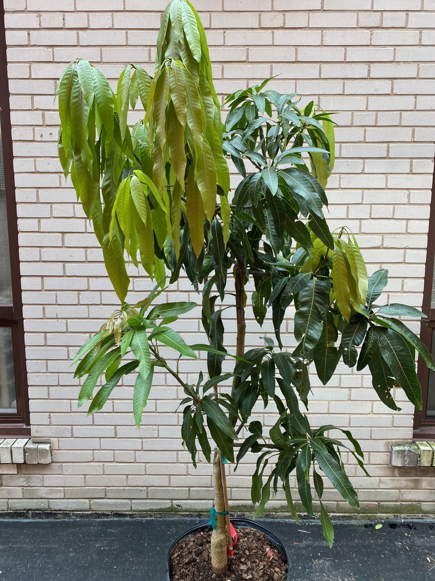 16" Mango Tree, 6ft tall