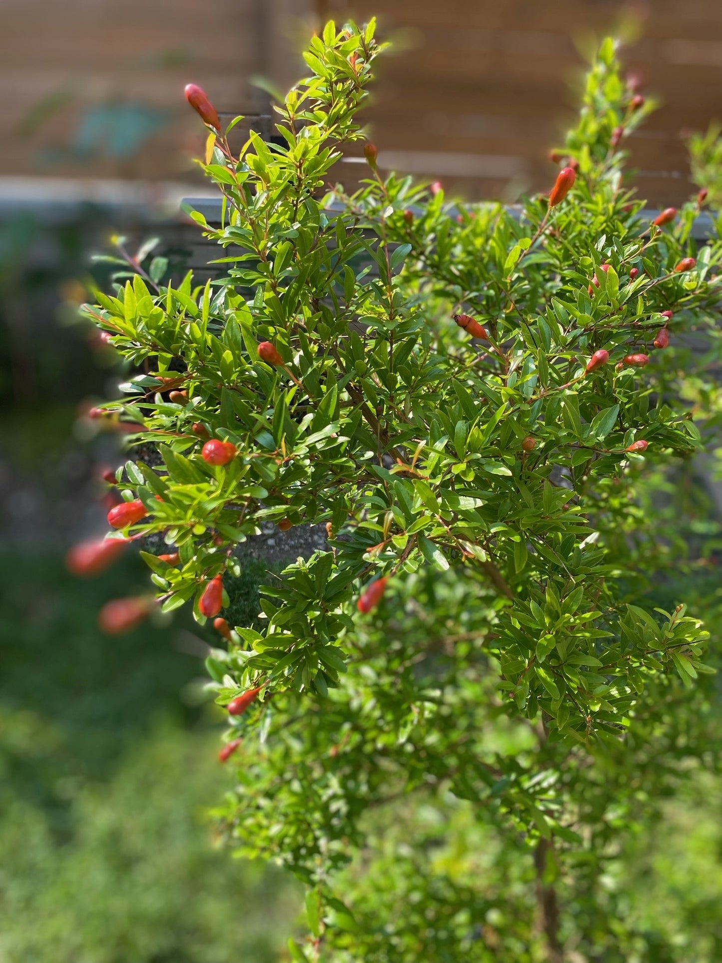 14" Pomegranate, 3.5ft tall