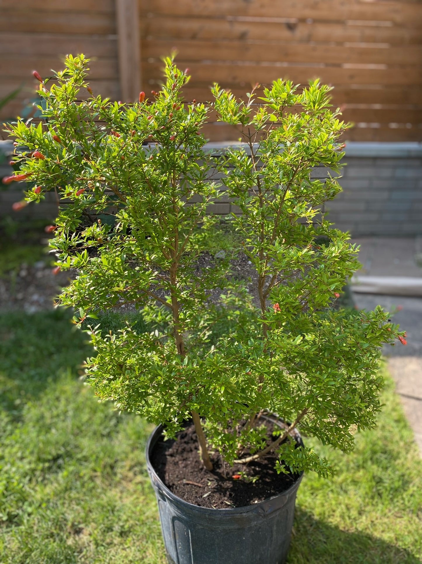 14" Pomegranate, 3.5ft tall