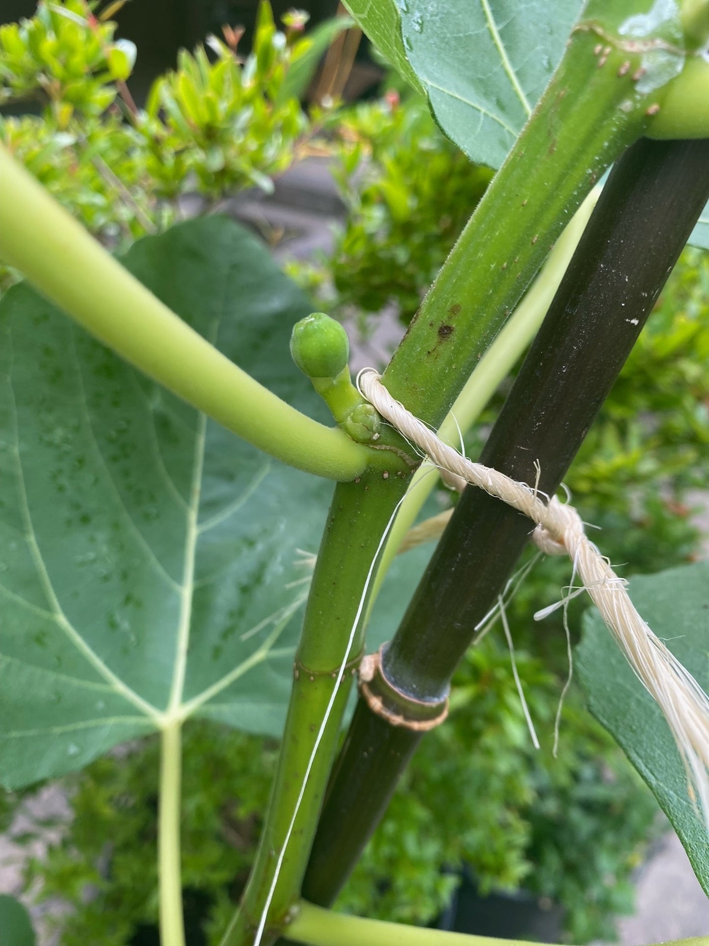 16" Italian Fig Tree, 5ft tall