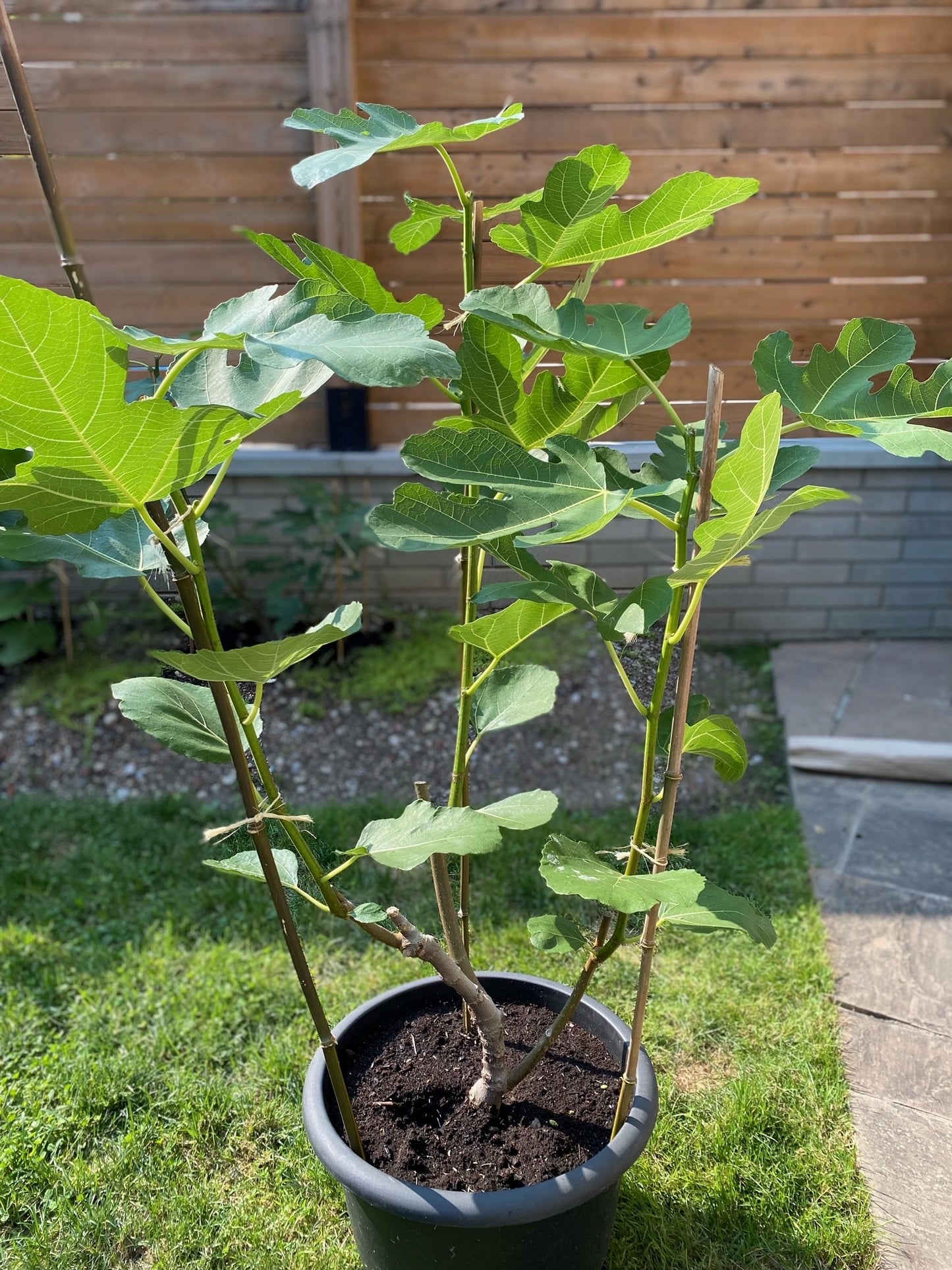 16" Italian Fig Tree, 5ft tall