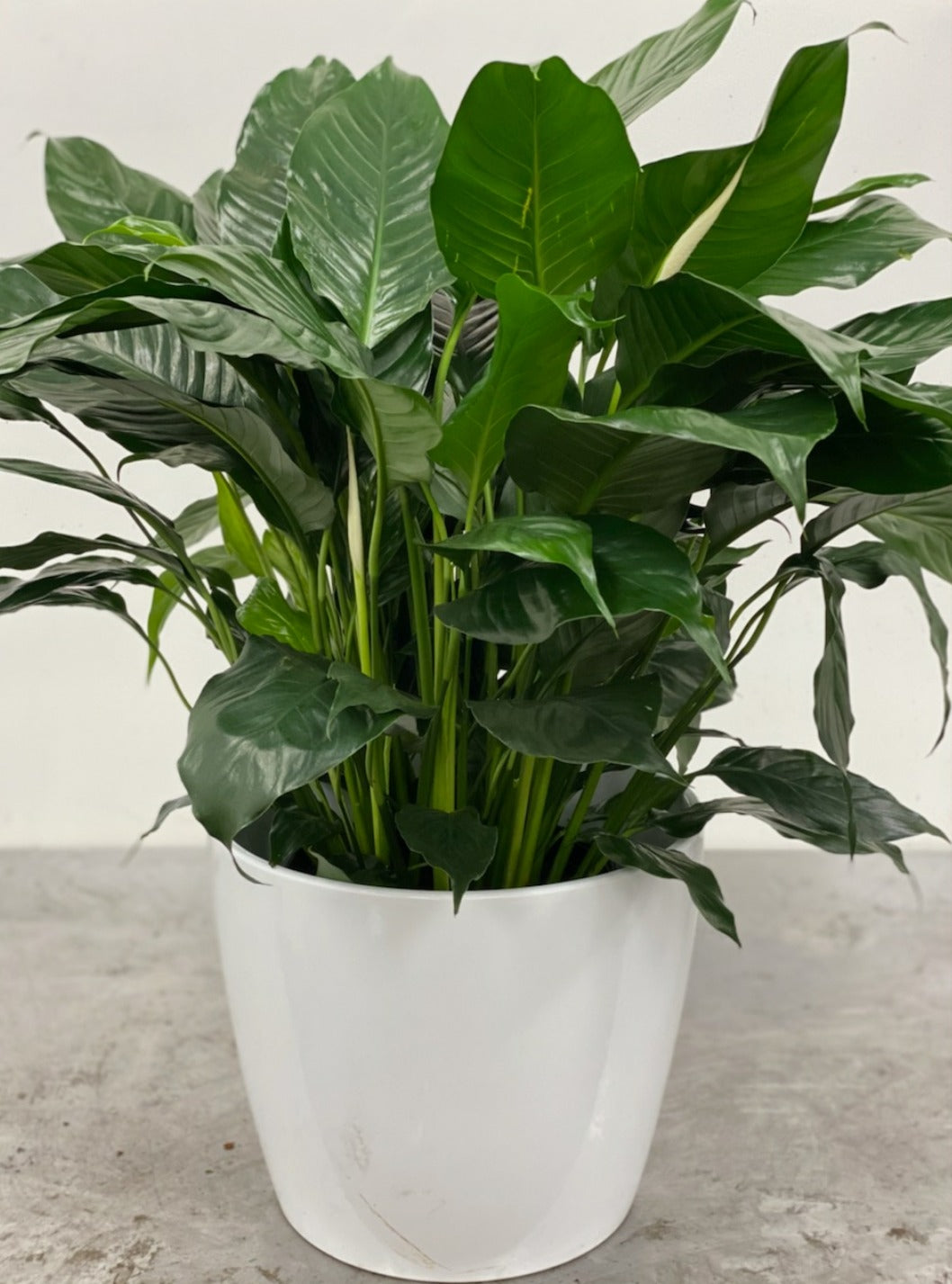 10" Peace Lily in black grower's pot