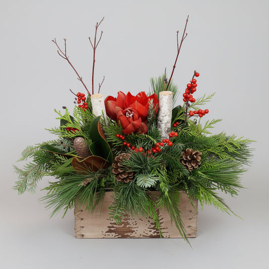 Winter Birch Arrangement - random colour amaryllis