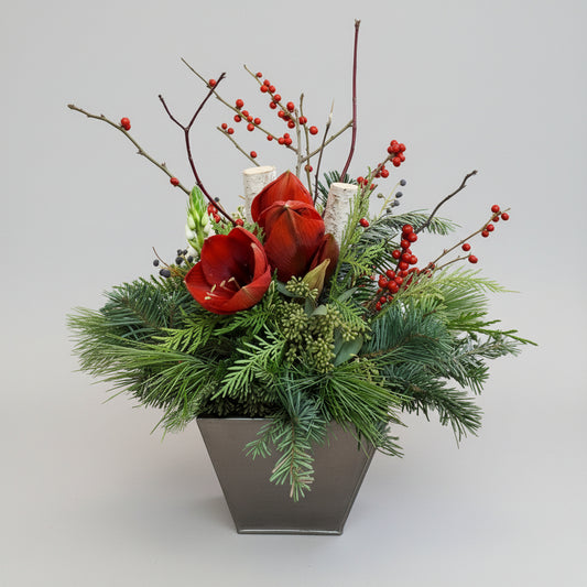 Winter Amaryllis Arrangement - random colours