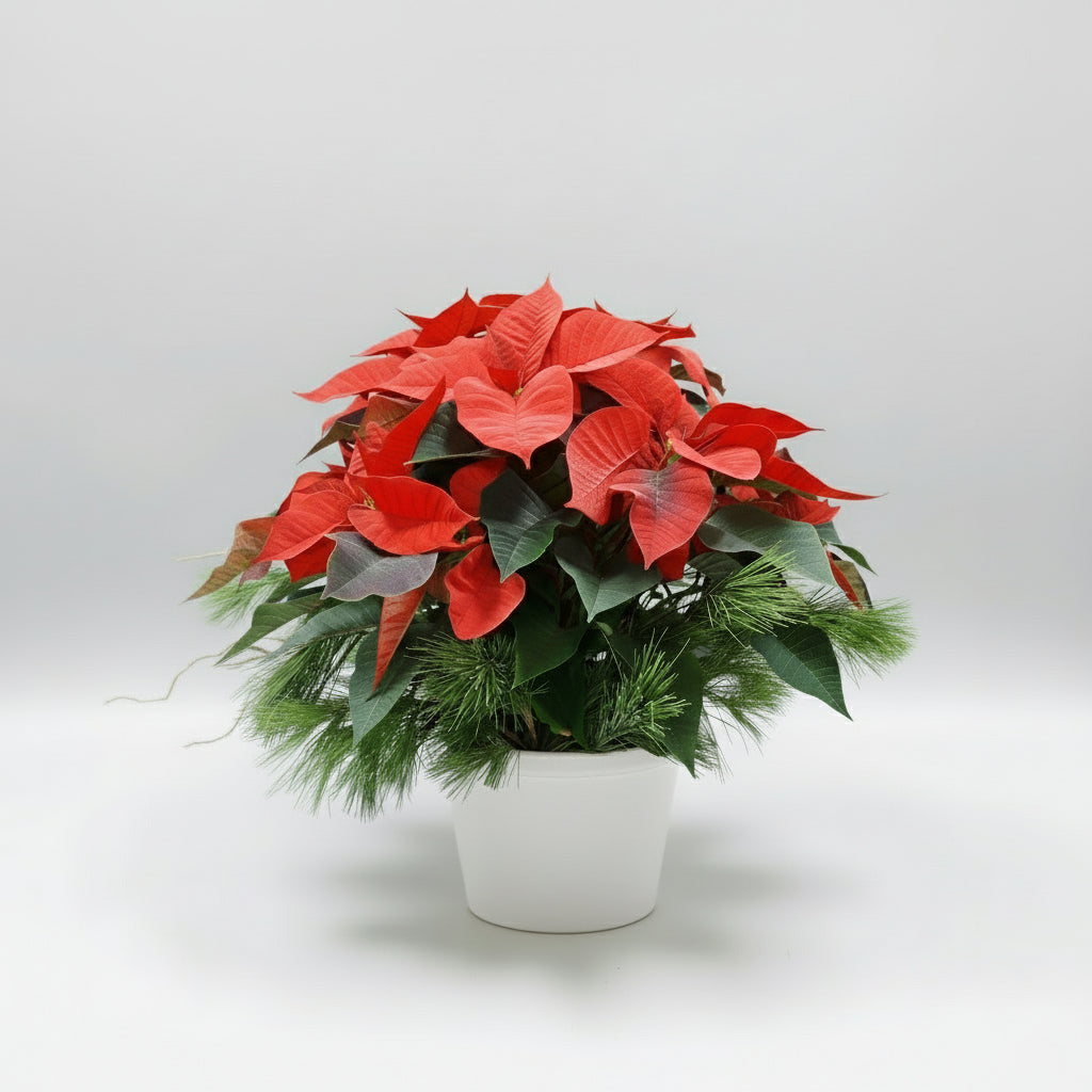 Poinsettia Plant with Winter Greens