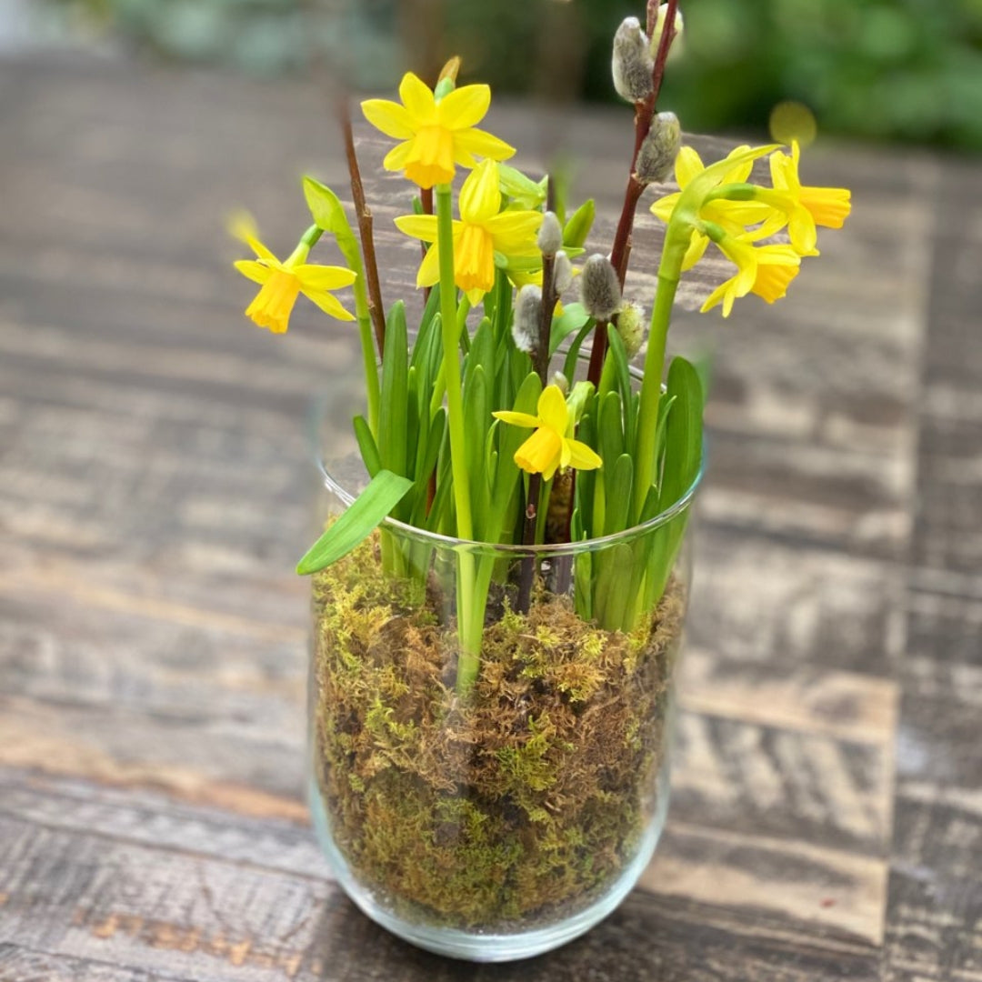 Daffodil growing pot