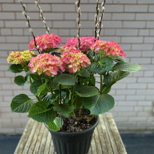 10" Hydrangea with pussy willow-in growers pot