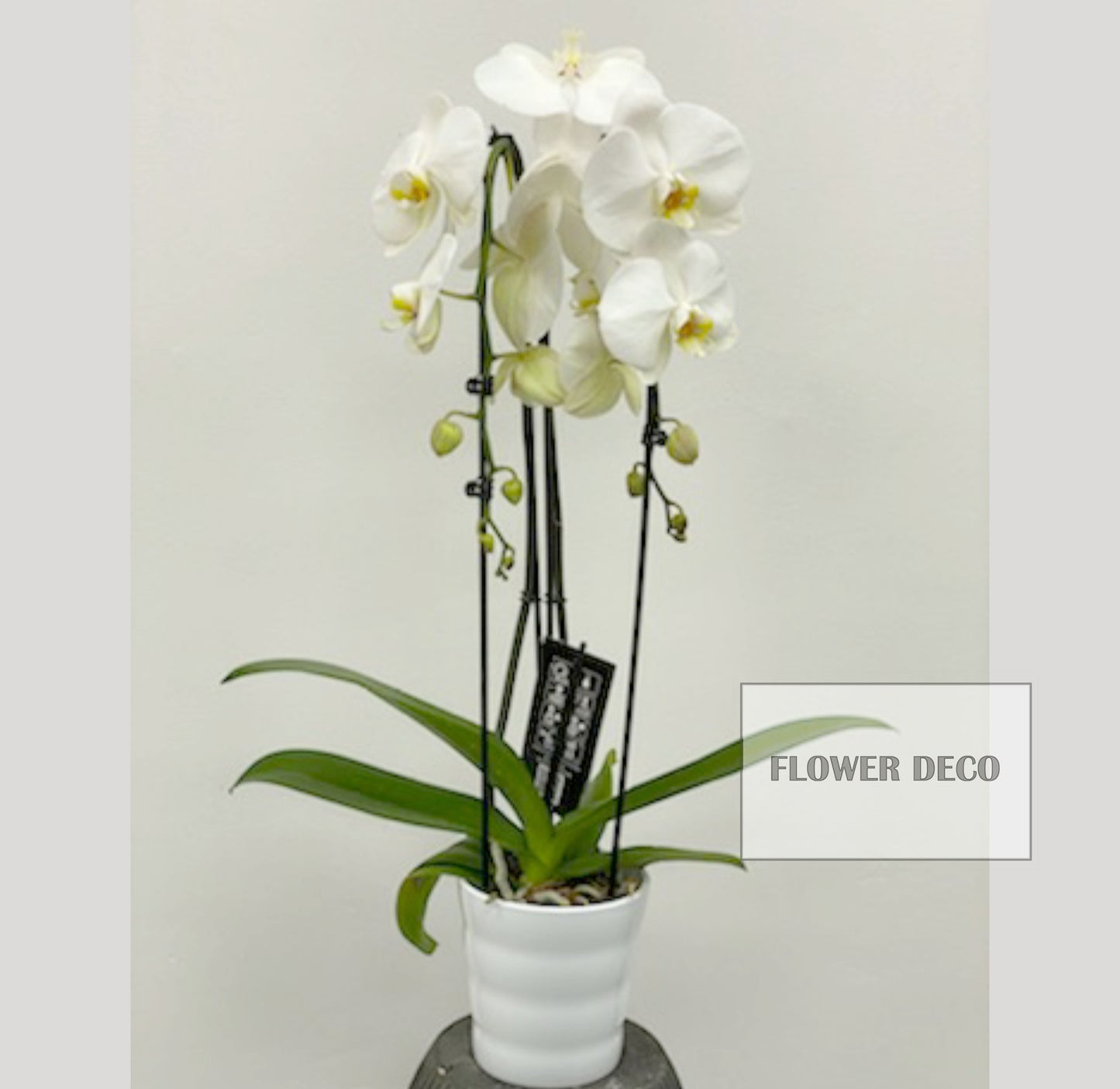 Phalaenopsis Orchids Double