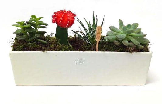 Succulent Planter