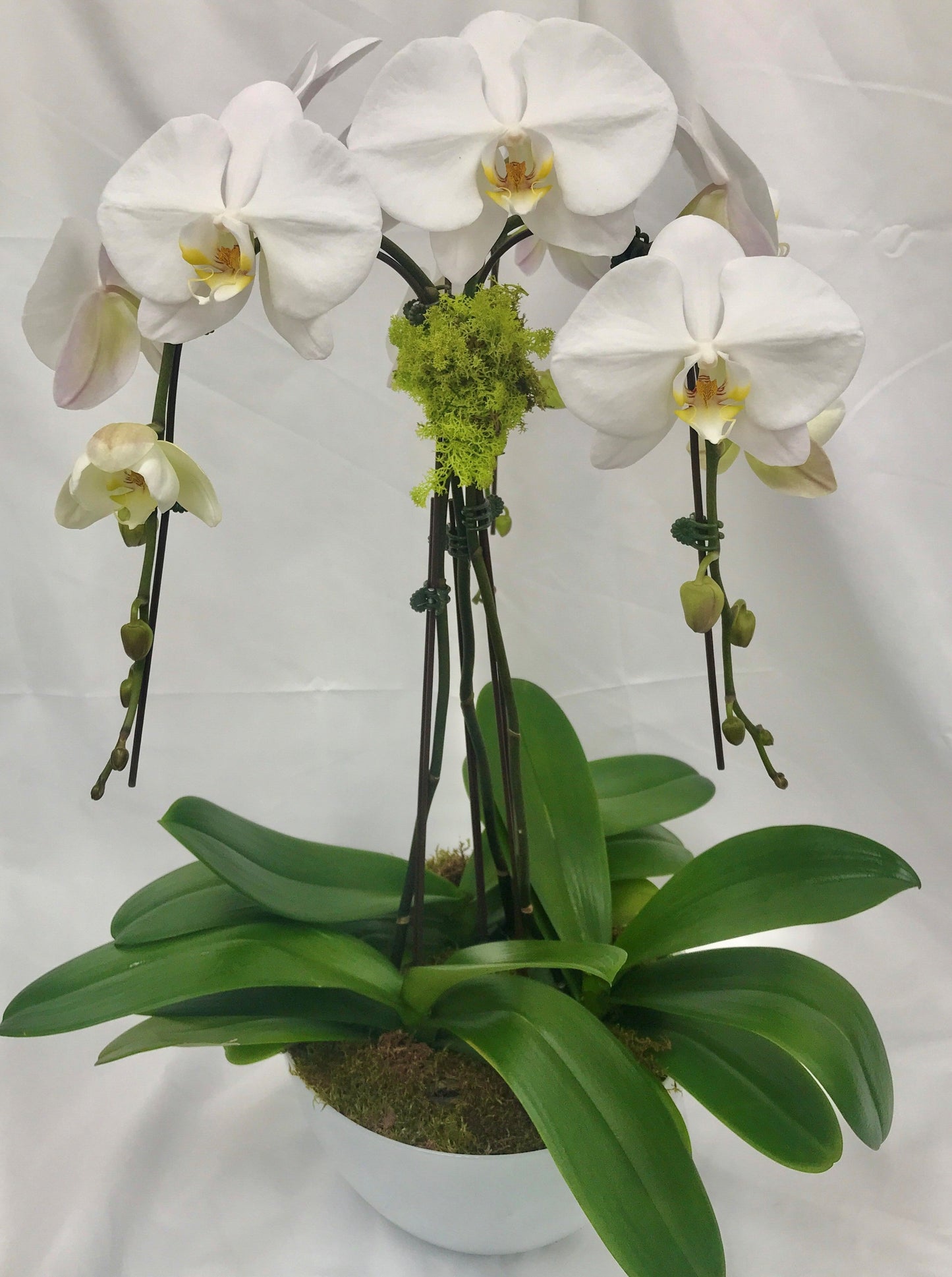 Orchid Planter