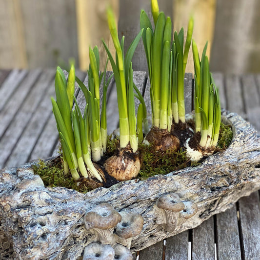 Mini Daffodil Rock Planter